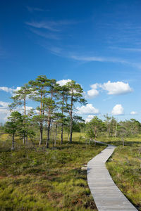 Footpath amidst trees against sky