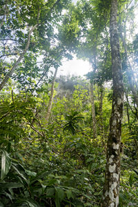 Low angle view of trees in forest