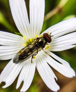 Close-up of insect on white flower