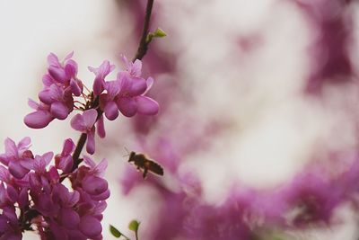 Close-up of pink flowers