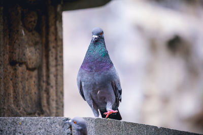 Close-up of pigeon perching on wall