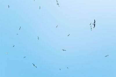 Low angle view of birds flying against blue sky