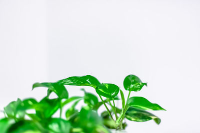 Close-up of leaves against white background