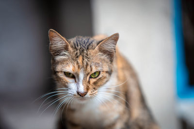 Close-up portrait of tabby cat