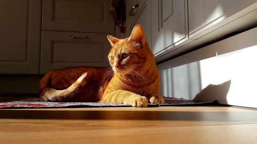 Close-up of cat sitting on floor at home