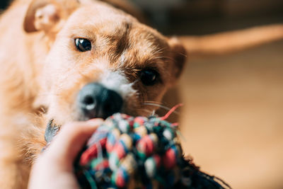 Dog looking at cropped hand holding toy at home