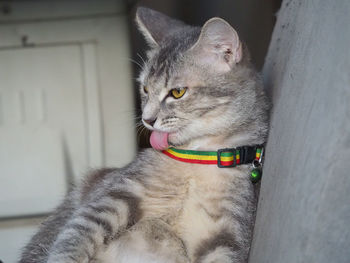 Close-up of a cat looking away