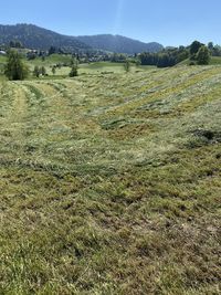 Scenic view of field against sky