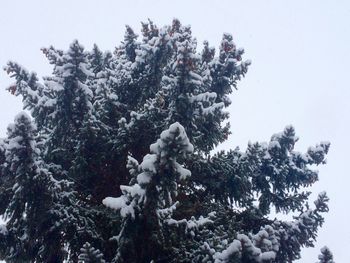 Low angle view of pine tree against sky