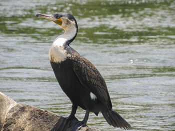 Cormorant on lake