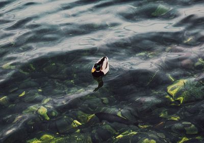 High angle view of duck swimming in lake