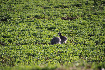 Ducks in a field