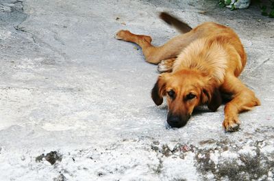 High angle view of dog resting on snow covered field