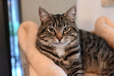 Close-up of tabby cat