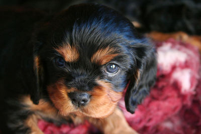 Close-up portrait of puppy