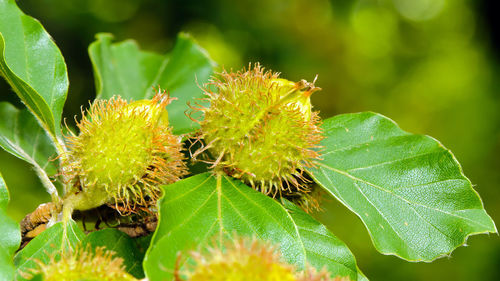 Close-up of fresh green plant