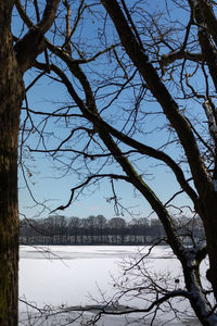 Bare tree by lake against sky during winter