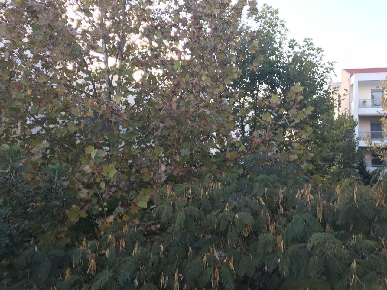 IMAGE OF FLOWER TREES