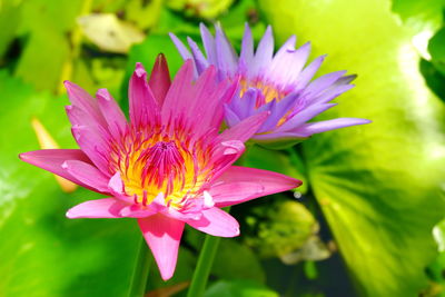 Close-up of pink water lily