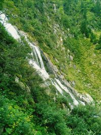 Scenic view of river flowing in forest