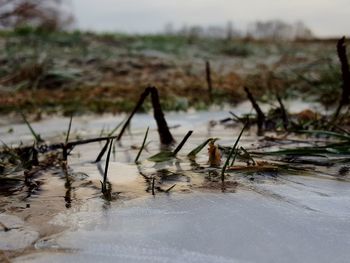 Close-up of wet wood on field