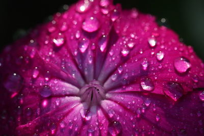 Close-up of wet pink flower in rain