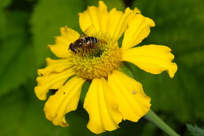 Close-up of insect on yellow flower