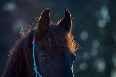 Close-up of horse