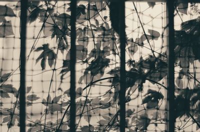 Bare trees against sky