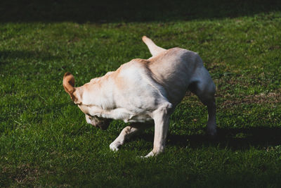 Young labrador breed dog plays in the garden with a ball in the mouth