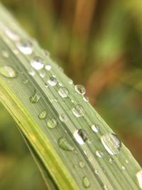 Close-up of wet leaf