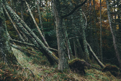 Trees in forest