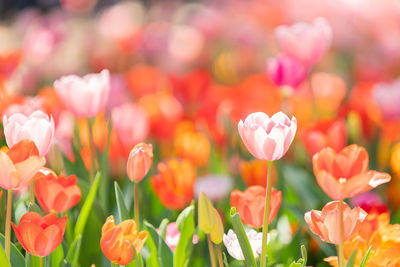 Close-up of pink tulips on field