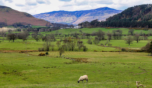 Sheep grazing in a field