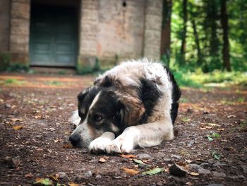 Old dog resting on the ground