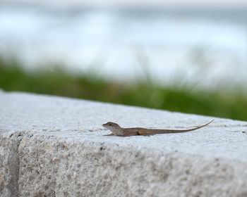 Close-up of lizard on retaining wall