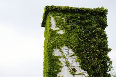 Low angle view of tree against white background