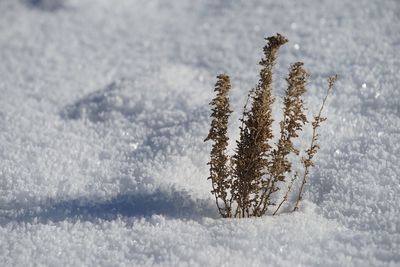 Close-up of frozen tree during winter