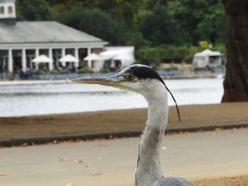 Close-up of gray heron