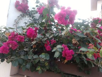 Pink flowers blooming outdoors