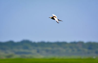 Low angle view of seagull flying in sky