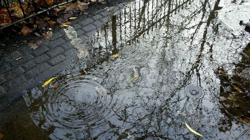 Reflection of bare trees in puddle