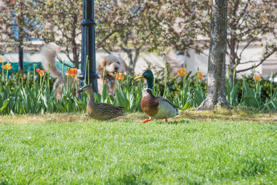 Birds perching on field