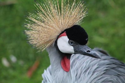 Close-up of a bird