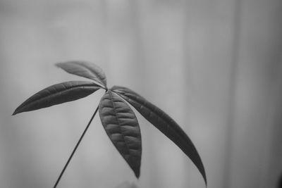 Close-up of flowering plant