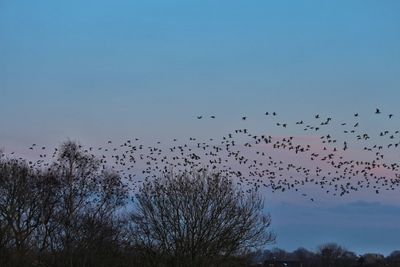 Low angle view of birds flying in sky