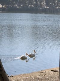 Seagulls flying over lake