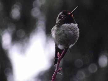 Close-up of bird perching outdoors