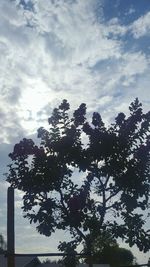 Low angle view of trees against cloudy sky