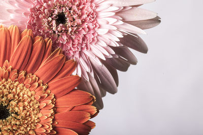 Close-up of flowers against white background